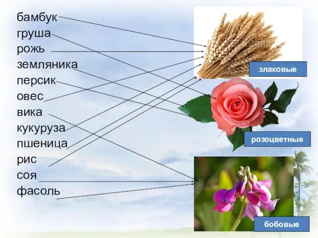 бамбук груша рожь земляника персик овес вика кукуруза пшеница рис соя фасоль бобовые злаковые розоцветные