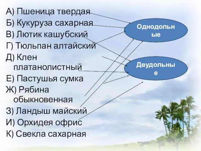 А) Пшеница твердая Б) Кукуруза сахарная В) Лютик кашубский Г)