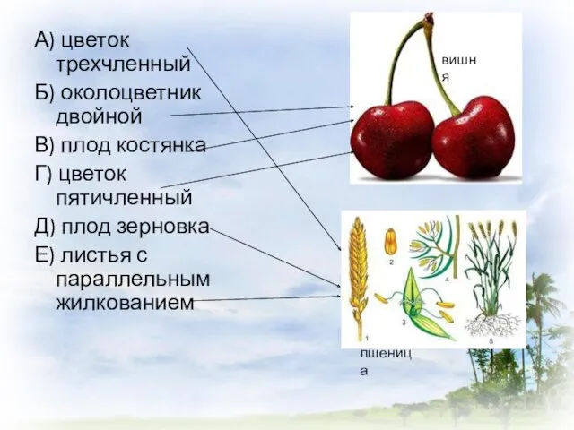 А) цветок трехчленный Б) околоцветник двойной В) плод костянка Г)