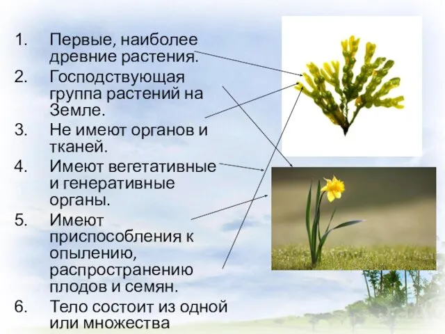 Первые, наиболее древние растения. Господствующая группа растений на Земле. Не