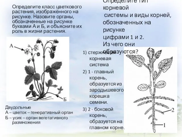 Двудольные А – цветок – генеративный орган Б – усик