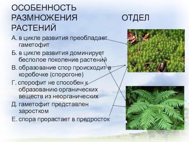 ОСОБЕННОСТЬ РАЗМНОЖЕНИЯ ОТДЕЛ РАСТЕНИЙ А. в цикле развития преобладает гаметофит