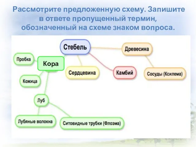 Рассмотрите предложенную схему. Запишите в ответе пропущенный термин, обозначенный на схеме знаком вопроса. Кора