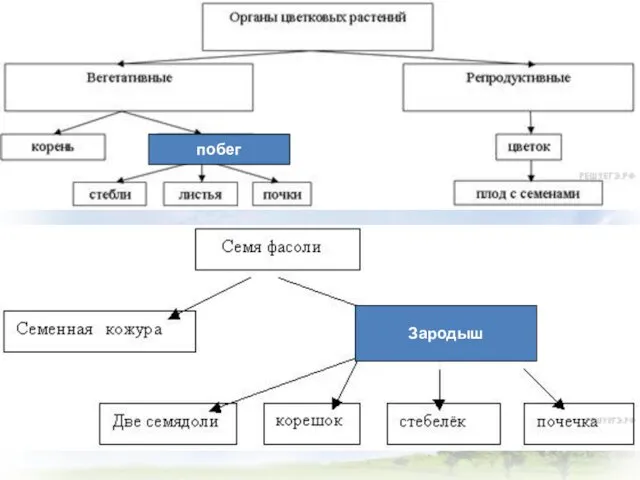 побег Зародыш