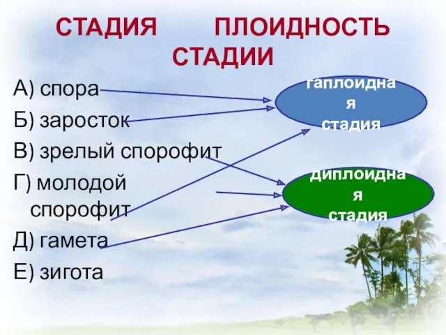 СТАДИЯ ПЛОИДНОСТЬ СТАДИИ А) спора Б) заросток В) зрелый спорофит