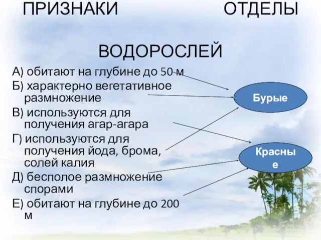 ПРИЗНАКИ ОТДЕЛЫ ВОДОРОСЛЕЙ А) обитают на глубине до 50 м