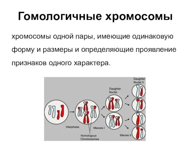 Гомологичные хромосомы хромосомы одной пары, имеющие одинаковую форму и размеры и определяющие проявление признаков одного характера.