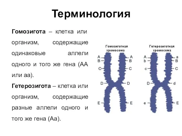 Терминология Гомозигота – клетка или организм, содержащие одинаковые аллели одного