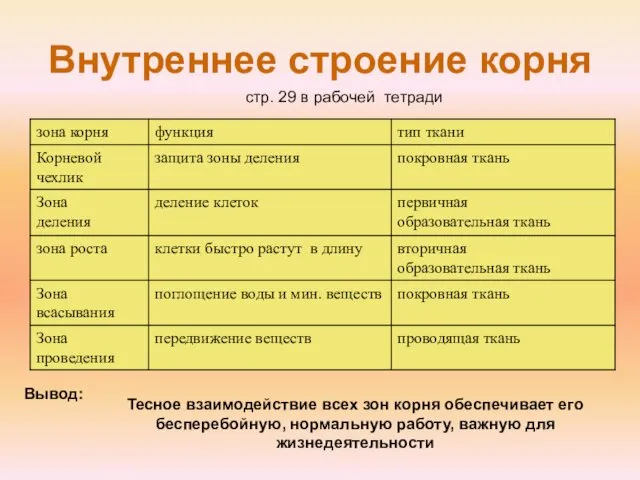 Внутреннее строение корня Тесное взаимодействие всех зон корня обеспечивает его