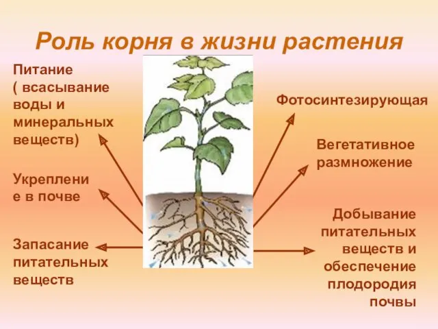 Роль корня в жизни растения Укрепление в почве Вегетативное размножение