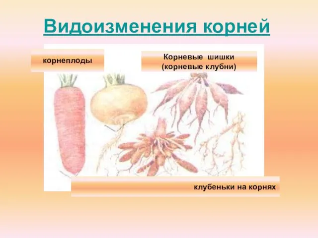 Видоизменения корней корнеплоды Корневые шишки (корневые клубни) клубеньки на корнях