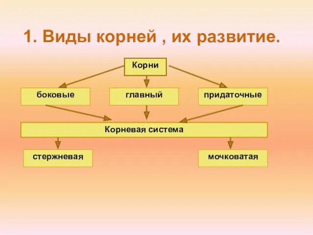 1. Виды корней , их развитие. Корни главный боковые придаточные Корневая система стержневая мочковатая