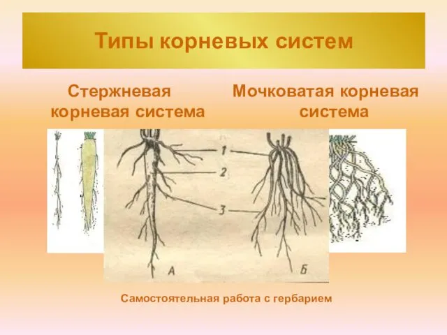 Типы корневых систем Стержневая корневая система Мочковатая корневая система Самостоятельная работа с гербарием