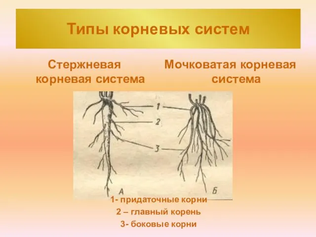 Типы корневых систем Стержневая корневая система Мочковатая корневая система 1-