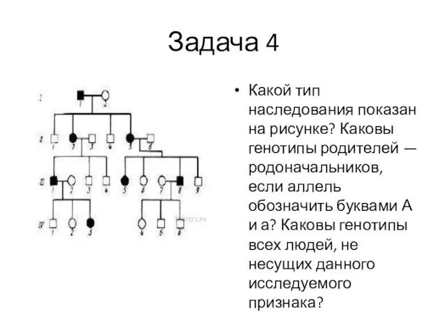 Задача 4 Какой тип наследования показан на рисунке? Каковы генотипы