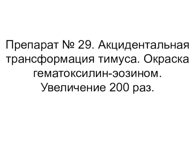 Препарат № 29. Акцидентальная трансформация тимуса. Окраска гематоксилин-эозином. Увеличение 200 раз.