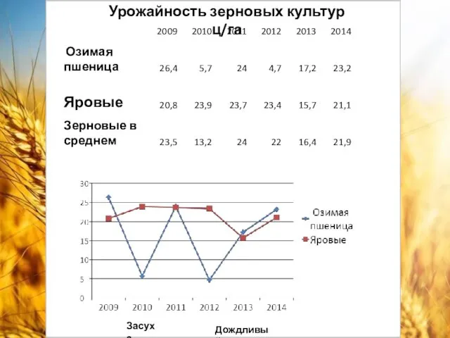 Урожайность зерновых культур ц/га Засуха Дождливый