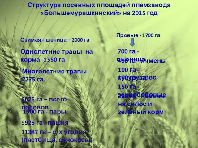 Озимая пшеница – 2000 га Структура посевных площадей племзавода «Большемурашкинский»