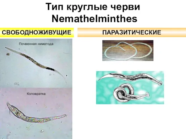 Тип круглые черви Nemathelminthes ПАРАЗИТИЧЕСКИЕ СВОБОДНОЖИВУЩИЕ