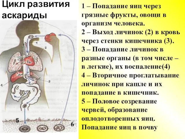 Цикл развития аскариды 1 – Попадание яиц через грязные фрукты,