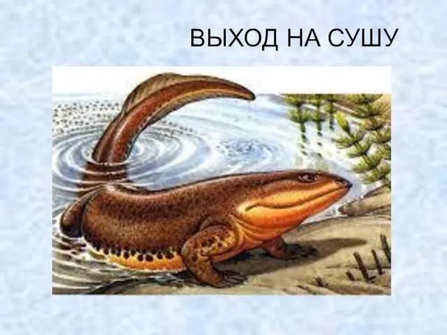 ВЫХОД НА СУШУ