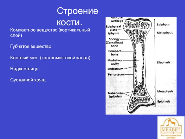 Строение кости. Компактное вещество (кортикальный слой) Губчатое вещество Костный мозг (костномозговой канал) Надкостница Суставной хрящ