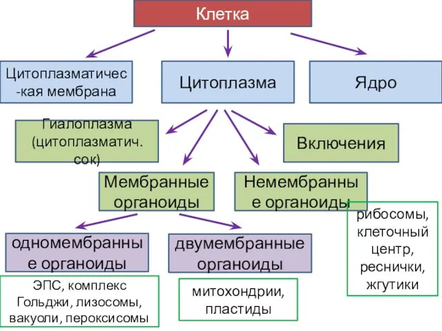 Клетка Цитоплазматичес-кая мембрана Цитоплазма Ядро Гиалоплазма (цитоплазматич. сок) Мембранные органоиды