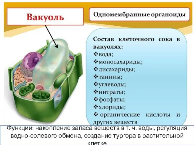 Функции: накопление запаса веществ в т. ч. воды, регуляция водно-солевого обмена, создание тургора в растительной клетке