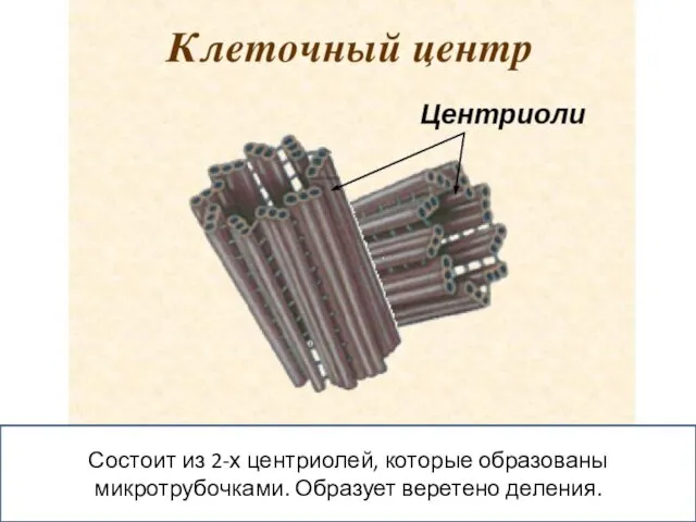 Состоит из 2-х центриолей, которые образованы микротрубочками. Образует веретено деления.