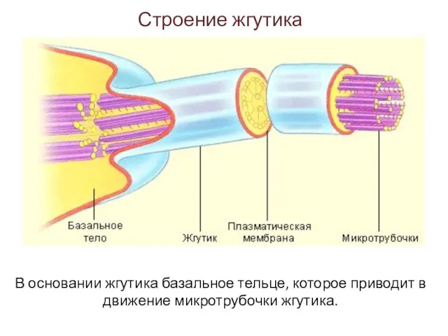 Строение жгутика В основании жгутика базальное тельце, которое приводит в движение микротрубочки жгутика.