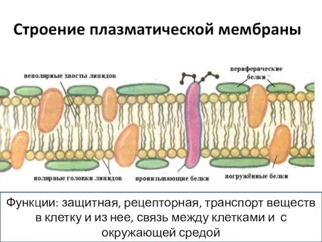 Функции: защитная, рецепторная, транспорт веществ в клетку и из нее,