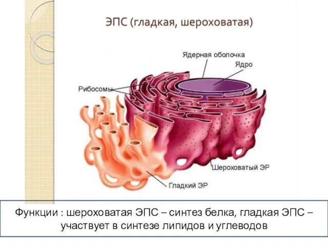 Функции : шероховатая ЭПС – синтез белка, гладкая ЭПС – участвует в синтезе липидов и углеводов