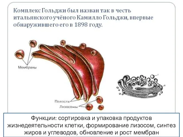 Функции: сортировка и упаковка продуктов жизнедеятельности клетки, формирование лизосом, синтез