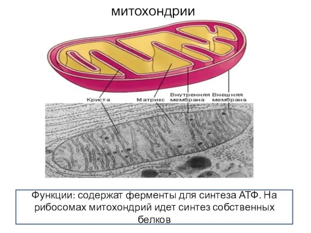 митохондрии Функции: содержат ферменты для синтеза АТФ. На рибосомах митохондрий идет синтез собственных белков