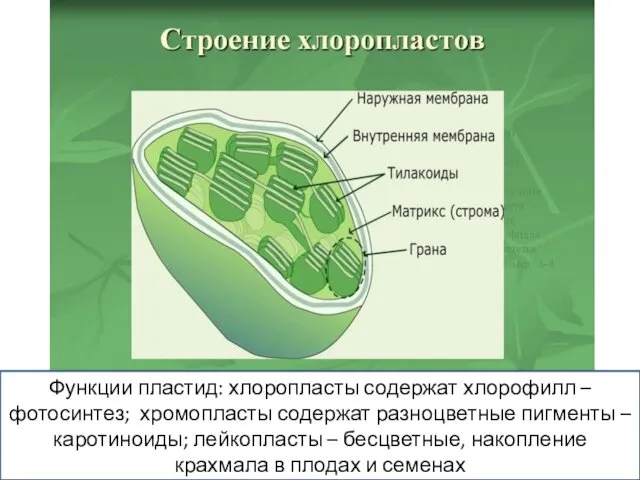 Функции пластид: хлоропласты содержат хлорофилл – фотосинтез; хромопласты содержат разноцветные