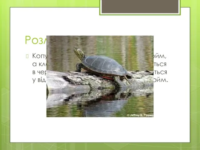 Розмноження Копуляція відбувається на грунті водойм, а кладка яєць в