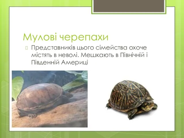 Мулові черепахи Представників цього сімейства охоче містять в неволі. Мешкають в Північній і Південній Америці