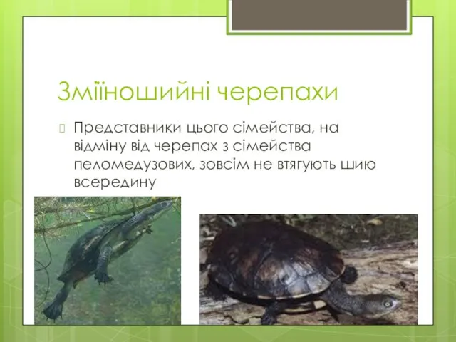 Зміїношийні черепахи Представники цього сімейства, на відміну від черепах з