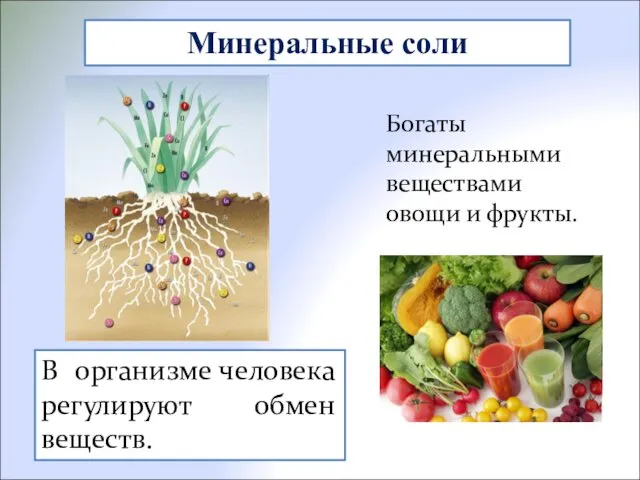 Богаты минеральными веществами овощи и фрукты. Минеральные соли В организме человека регулируют обмен веществ.