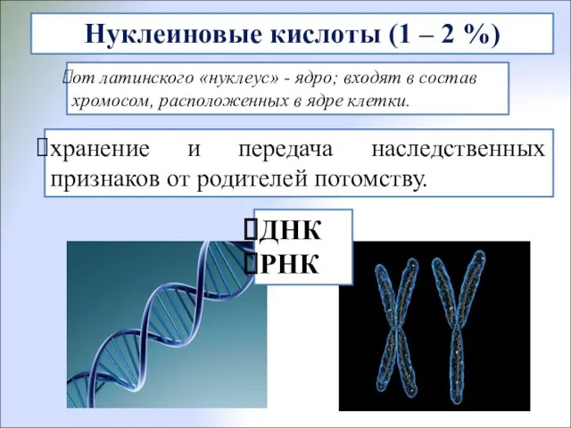 Нуклеиновые кислоты (1 – 2 %) хранение и передача наследственных признаков от родителей