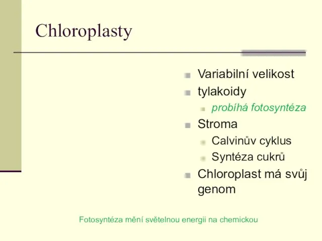 Chloroplasty Variabilní velikost tylakoidy probíhá fotosyntéza Stroma Calvinův cyklus Syntéza