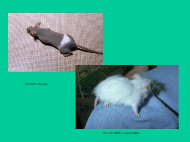 длинношерстная мышь белый огузок