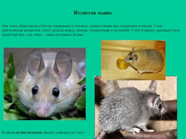 Иглистая мышь В неволе иглистая мышь обычно доживает до 3 лет. Они очень