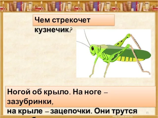 * Чем стрекочет кузнечик? Ногой об крыло. На ноге –