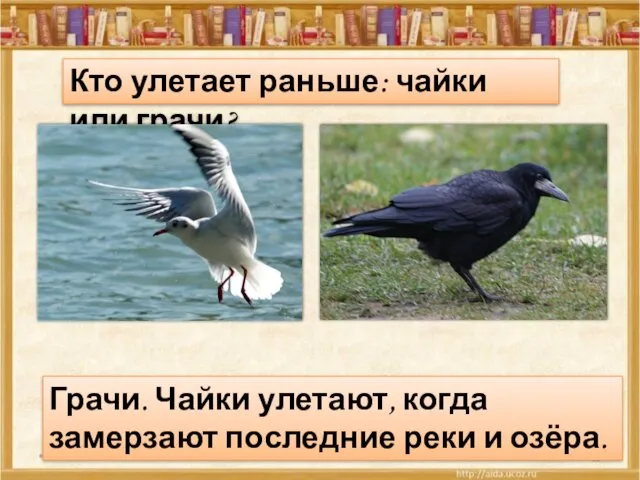 * Кто улетает раньше: чайки или грачи? Грачи. Чайки улетают, когда замерзают последние реки и озёра.