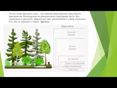 Что же такое ярусность леса: –это явление вертикального расслоения пространства
