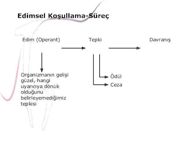 Edim (Operant) Tepki Davranış