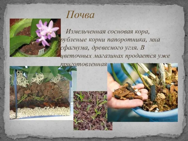 Измельченная сосновая кора, рубленые корни папоротника, мха сфагнума, древесного угля.