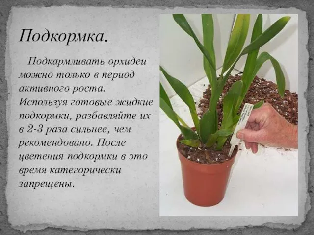 Подкармливать орхидеи можно только в период активного роста. Используя готовые