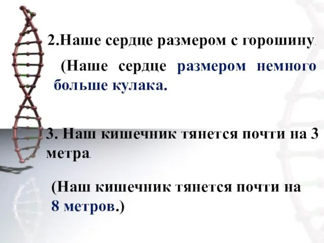 2.Наше сердце размером с горошину. (Наше сердце размером немного больше